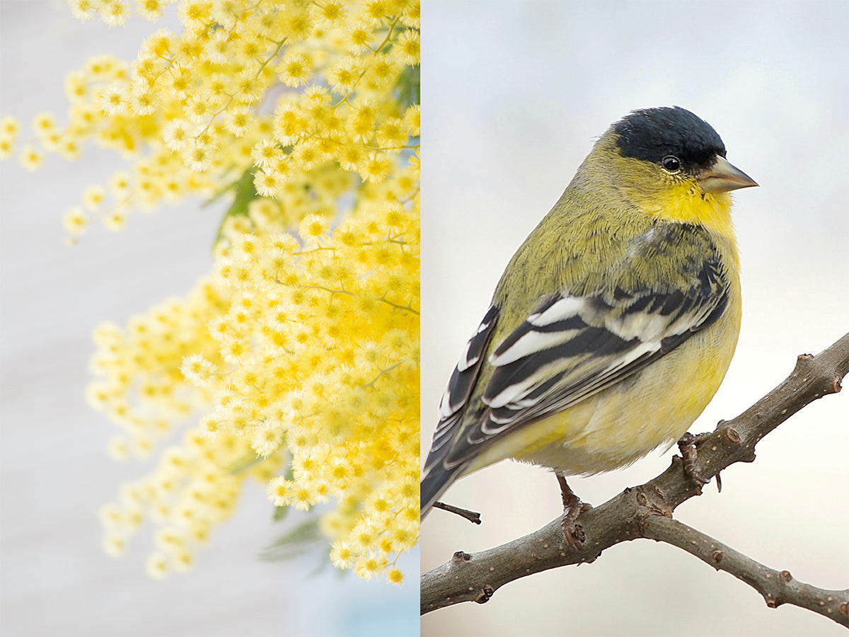 Bird with yellow flowers