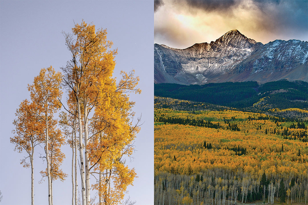 Fall 2026 - Palette Three
