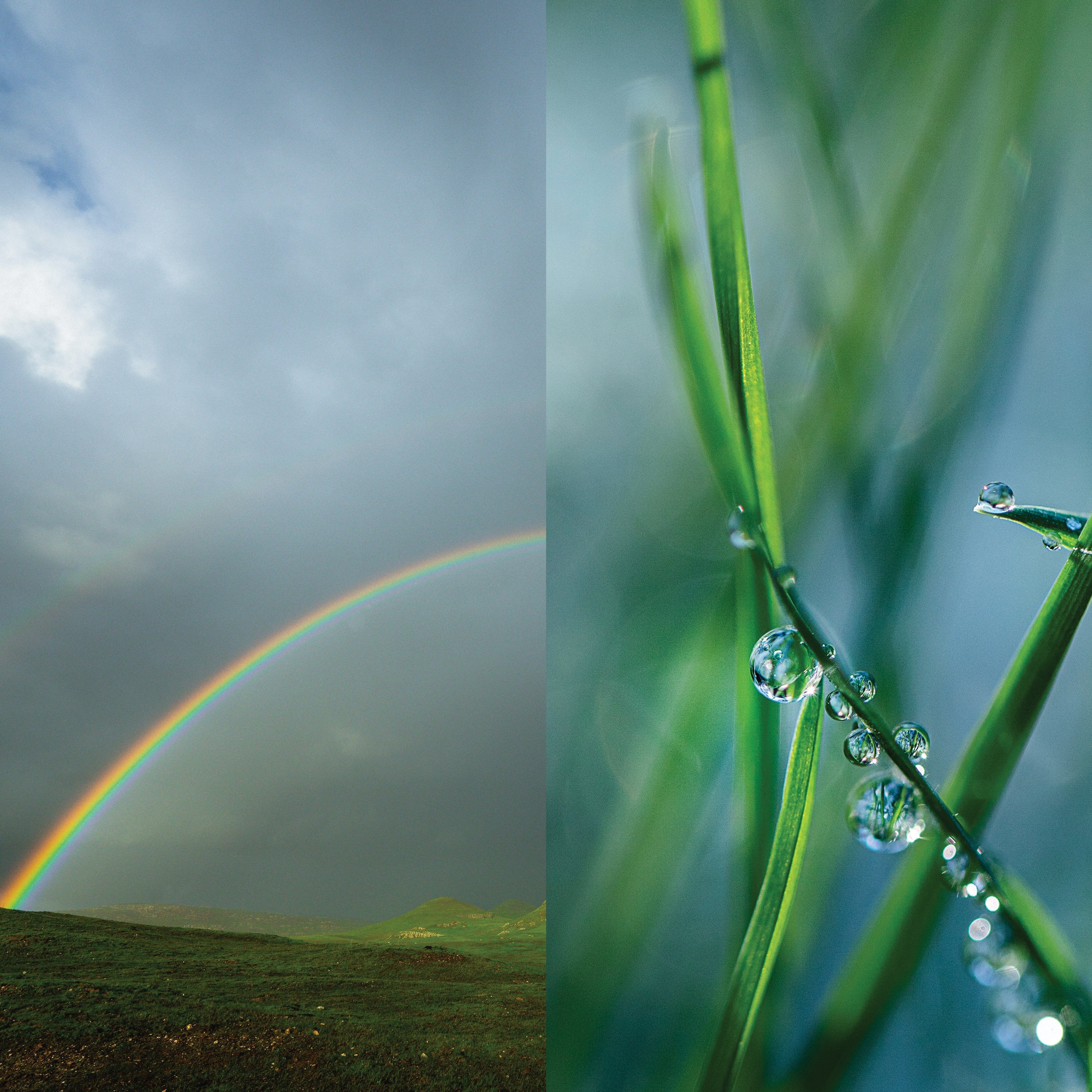 rainbow and raindrops in a lush green landscape