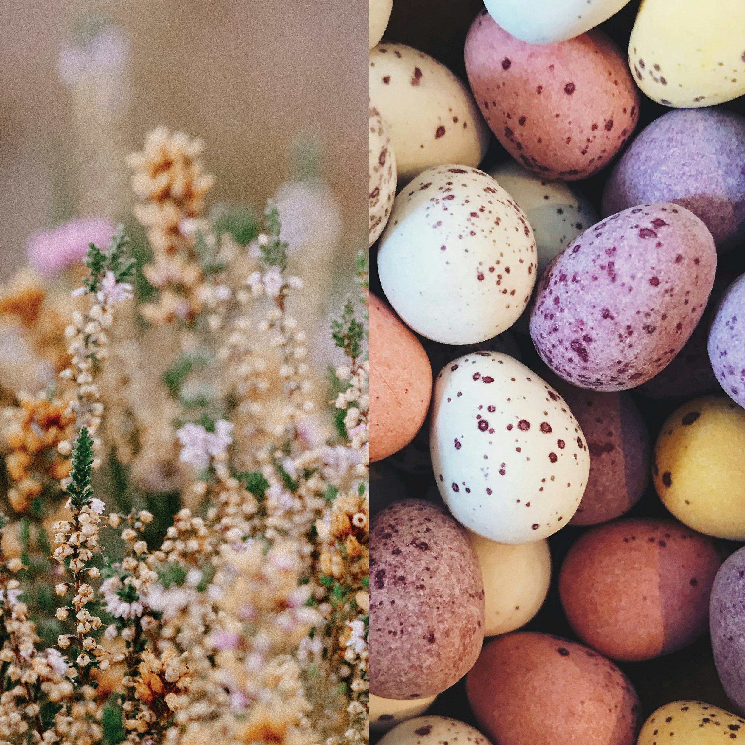 desert flowers and spotted birds eggs in natural tones