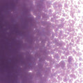 Gold Purple Opalescent, Medium Frit, Fusible