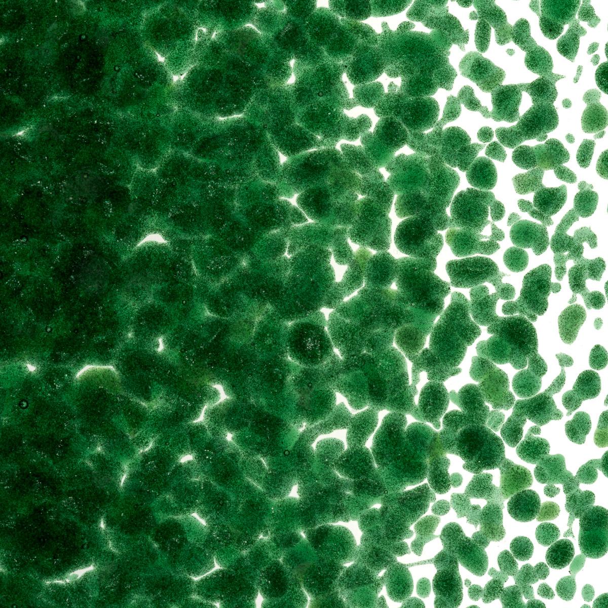 Aventurine Green Transparent, Medium Frit, Fusible