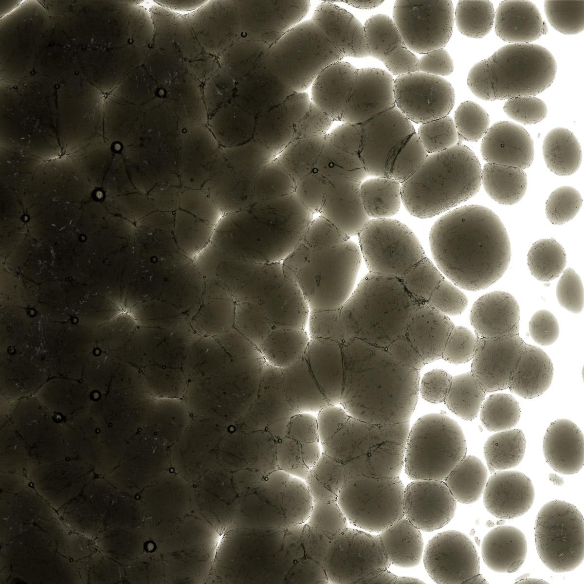 Charcoal Gray Transparent, Coarse Frit, Fusible