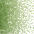 Olive Green Transparent, Medium Frit, Fusible