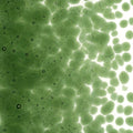 Olive Green Transparent, Coarse Frit, Fusible