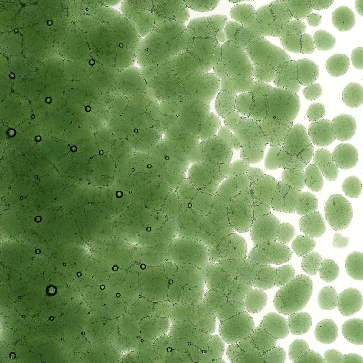 Olive Green Transparent, Coarse Frit, Fusible