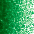 Kelly Green Transparent, Medium Frit, Fusible