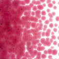 Light Pink Striker Transparent, Coarse Frit, Fusible