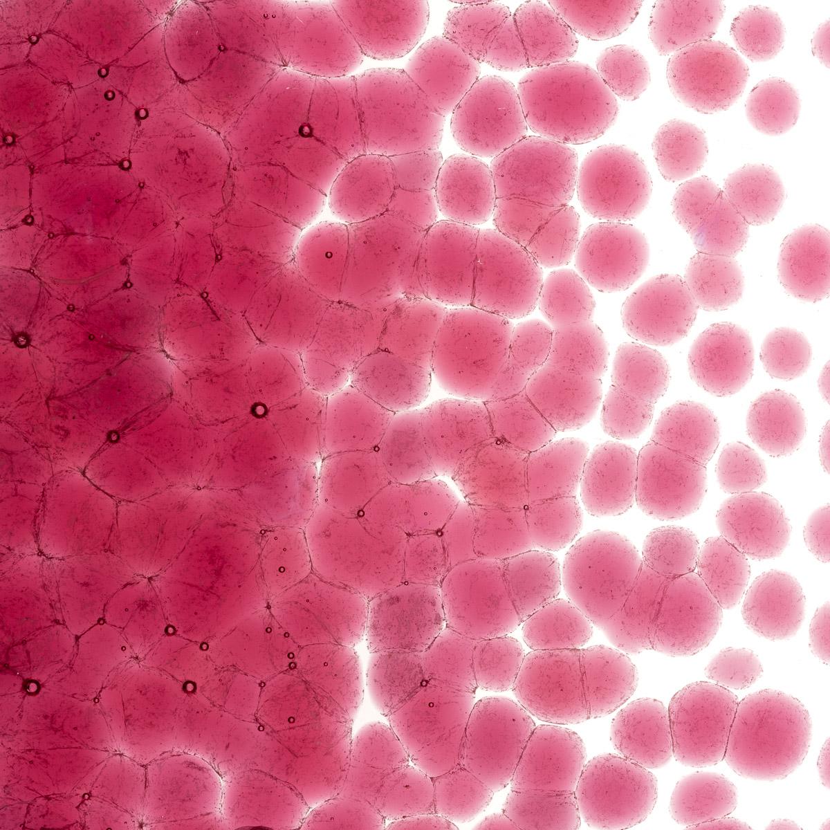 Light Pink Striker Transparent, Coarse Frit, Fusible