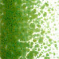 Lily Pad Green Transparent, Medium Frit, Fusible