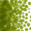 Lily Pad Green Transparent, Coarse Frit, Fusible