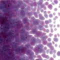 Violet Striker Transparent, Coarse Frit, Fusible