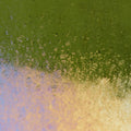 Pine Green Transparent, Thin-rolled, Iridescent, rainbow, 2 mm, Color Sample, 2x2 in.