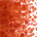 Sunset Coral Transparent, Coarse Frit, Fusible