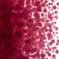 Cranberry Pink Transparent, Coarse Frit, Fusible