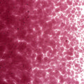 Fuchsia Transparent, Medium Frit, Fusible