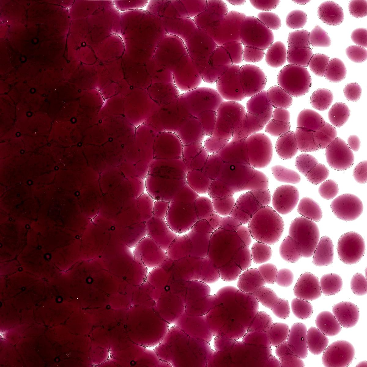 Fuchsia Transparent, Coarse Frit, Fusible