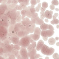 Light Plum Transparent, Coarse Frit, Fusible