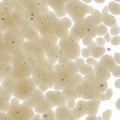 Light Bronze Transparent, Coarse Frit, Fusible