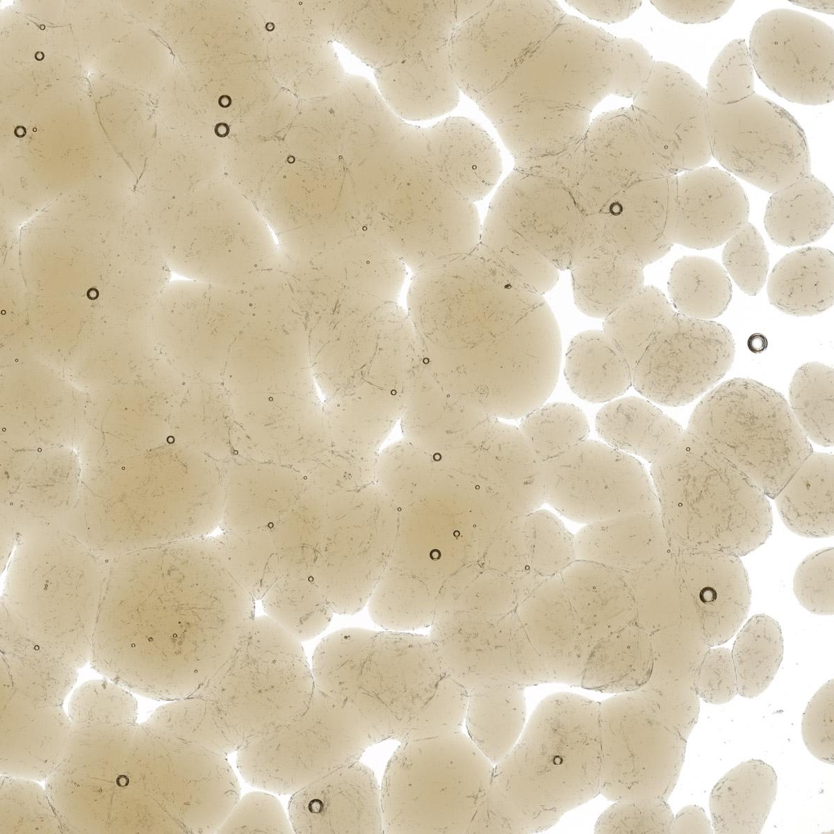 Light Bronze Transparent, Coarse Frit, Fusible