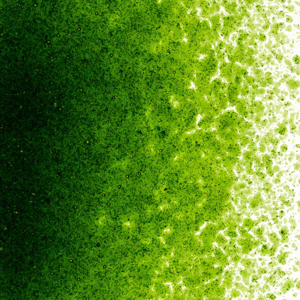 Light Aventurine Green Transparent, Fine Frit, Fusible