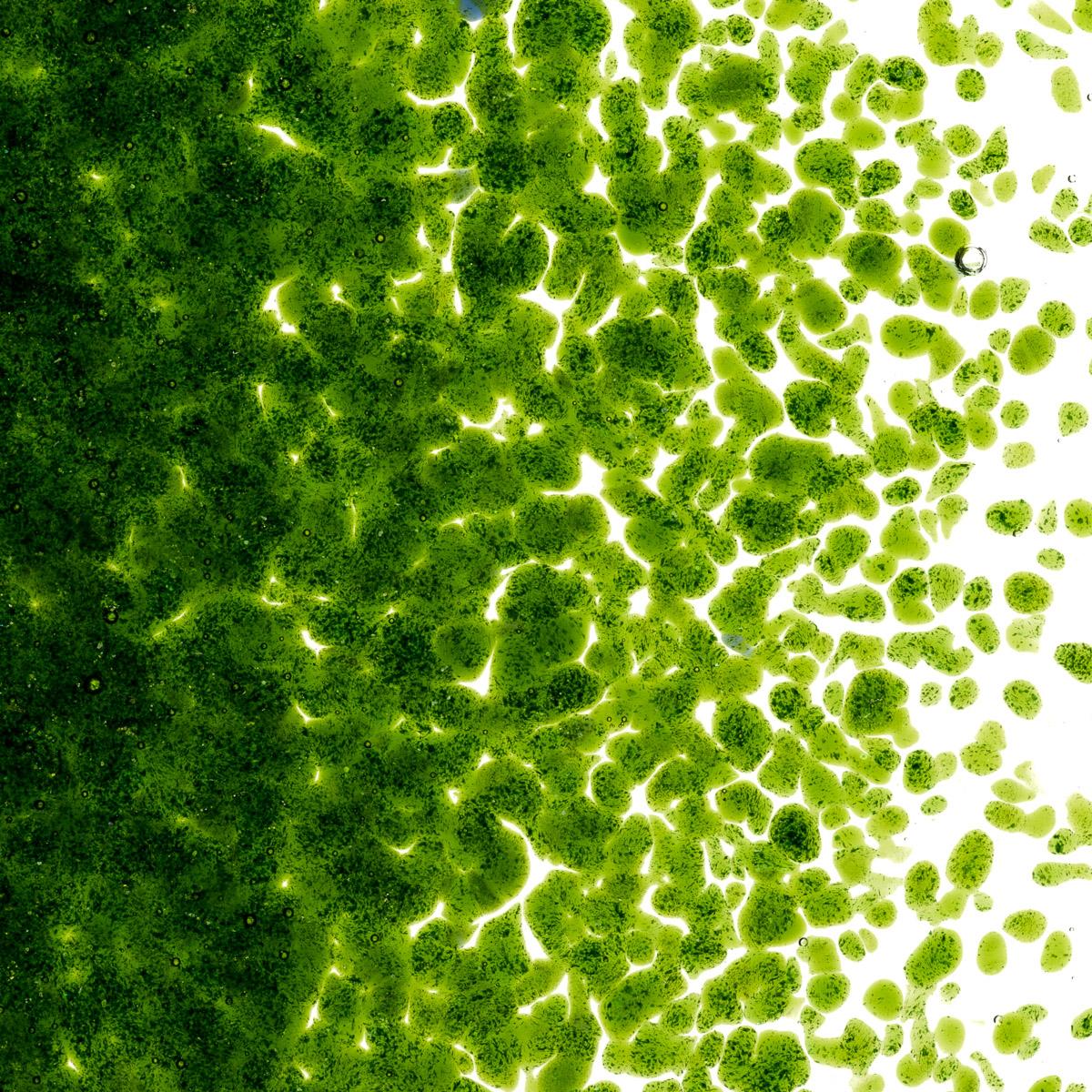 Light Aventurine Green Transparent, Medium Frit, Fusible