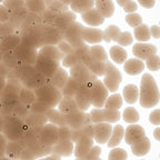 Tan Transparent, Coarse Frit, Fusible