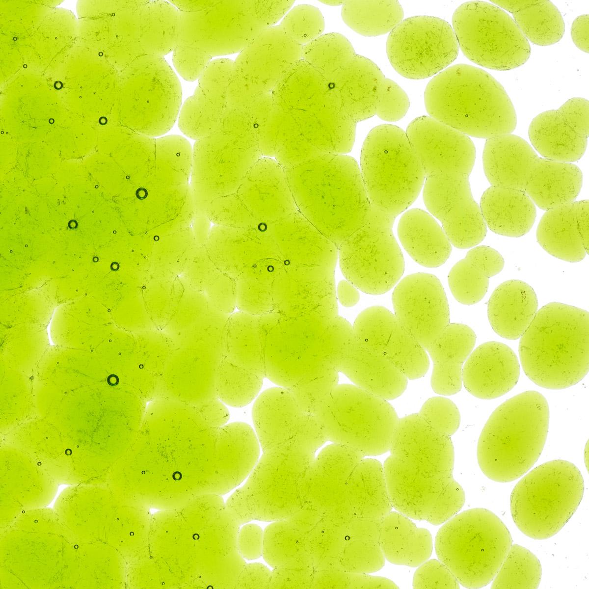 Spring Green Transparent, Coarse Frit, Fusible