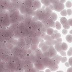 Light Violet Transparent, Coarse Frit, Fusible