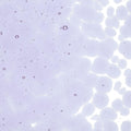 Neo-Lavender Shift Transparent, Coarse Frit, Fusible