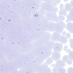 Neo-Lavender Shift Transparent, Coarse Frit, Fusible