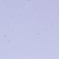 Neo-Lavender Shift Transparent, Double-rolled, 3 mm, Fusible