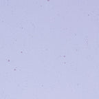 Neo-Lavender Shift Transparent, Double-rolled, 3 mm, Fusible