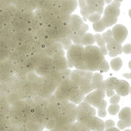 Oregon Gray Transparent, Coarse Frit, Fusible