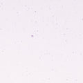 Purple Blue Tint, Double-rolled, 3 mm, Fusible