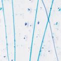 Royal Bl & Turq Frit, Cobalt Bl, & Turq Streamers Clear Base Collage, Single-rolled, 3 mm, Fusible