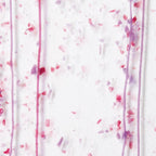 Cranberry and Purple Frit, Cranberry and Purple Streamers Clear Base Collage, Single-rolled, 3 mm, Fusible