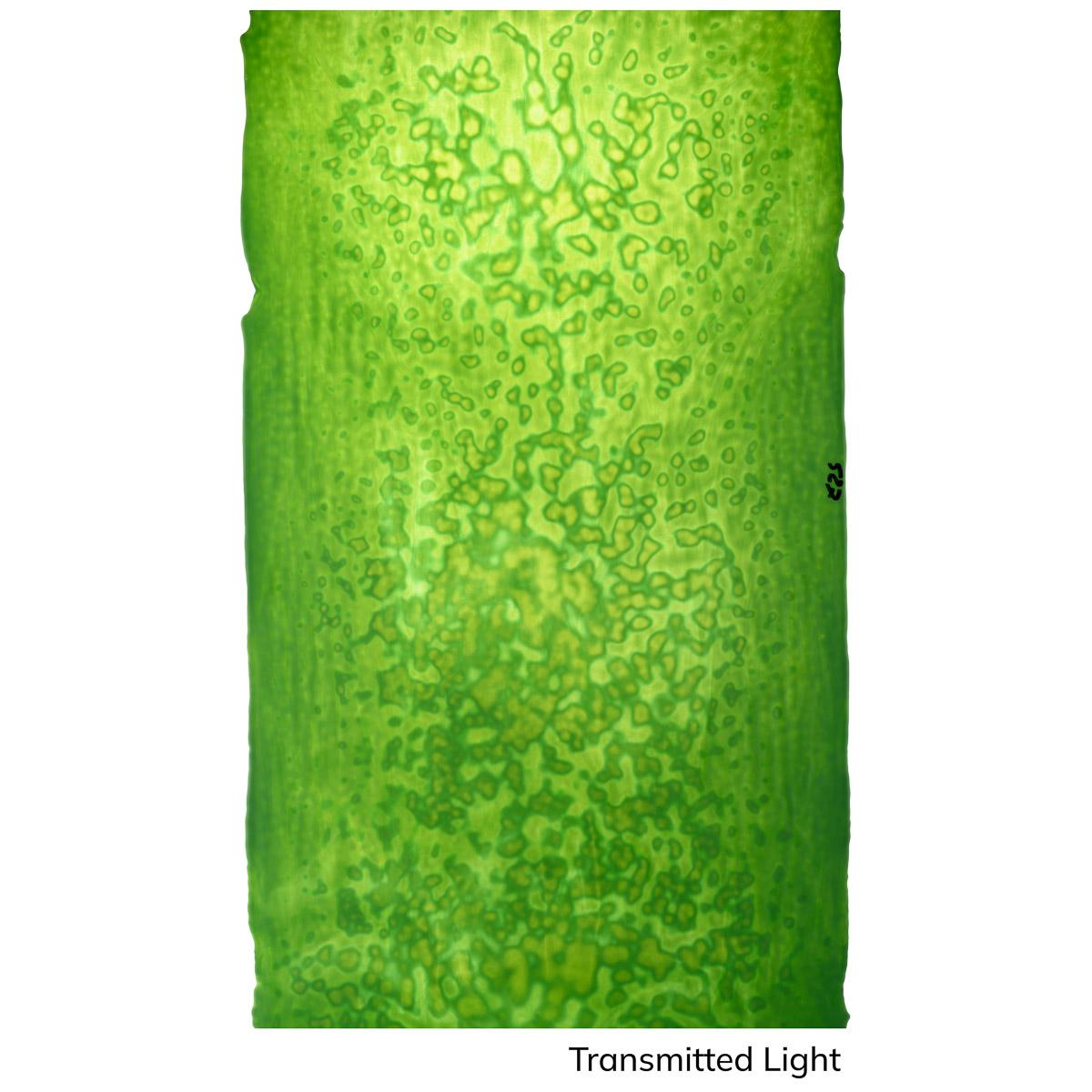 Medium Celery Green, Mottle Mottle Opalescent, Single-rolled, 3 mm, Non-Fusible