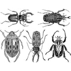 Decal, Scarabs, Gold Decal