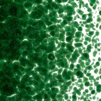 Aventurine Green Transparent, Medium Frit, Fusible