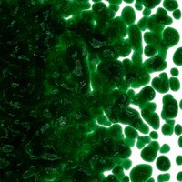 Aventurine Green Transparent, Coarse Frit, Fusible