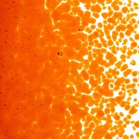 Orange Transparent, Medium Frit, Fusible