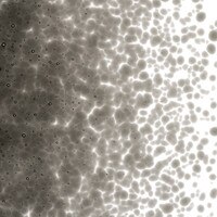 Charcoal Gray Transparent, Medium Frit, Fusible