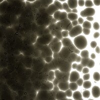 Charcoal Gray Transparent, Coarse Frit, Fusible