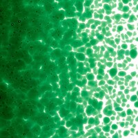 Kelly Green Transparent, Medium Frit, Fusible