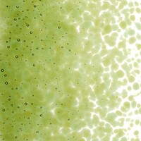 Fern Green Transparent, Medium Frit, Fusible