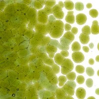 Fern Green Transparent, Coarse Frit, Fusible