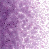 Violet Striker Transparent, Medium Frit, Fusible