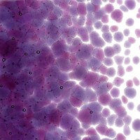 Violet Striker Transparent, Coarse Frit, Fusible