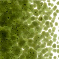 Pine Green Transparent, Coarse Frit, Fusible